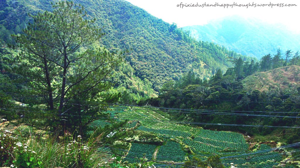 Those are fields of cabbages.