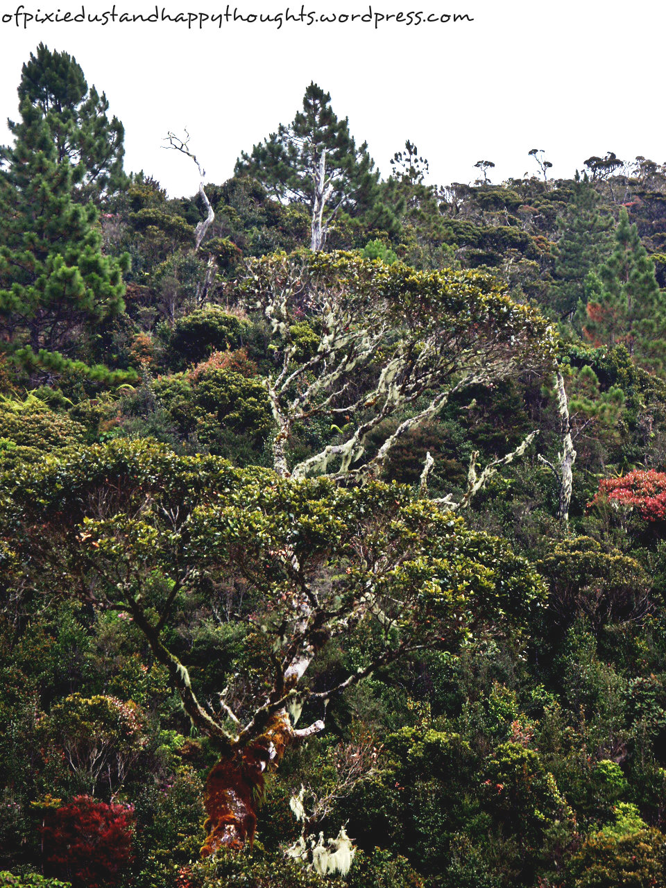 These are the kinds of trees you'll normally see in Mt. Pulag.
