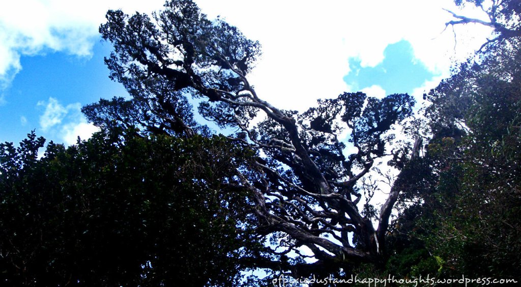 "Horizontal trees" are common in Mt. Pulag.