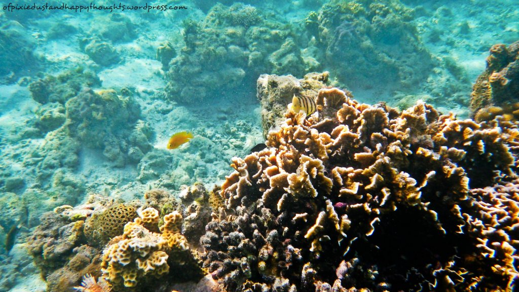 anotnia-island-isla-gigantes-iloilo-underwater-life