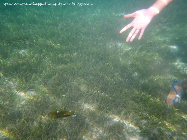Just to show you that there are lots of plants underwater :P