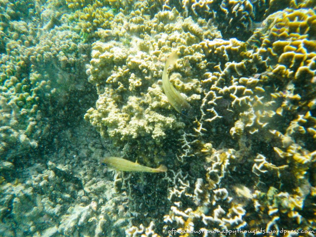 isla-gigantes-iloilo-antonia-island-underwater