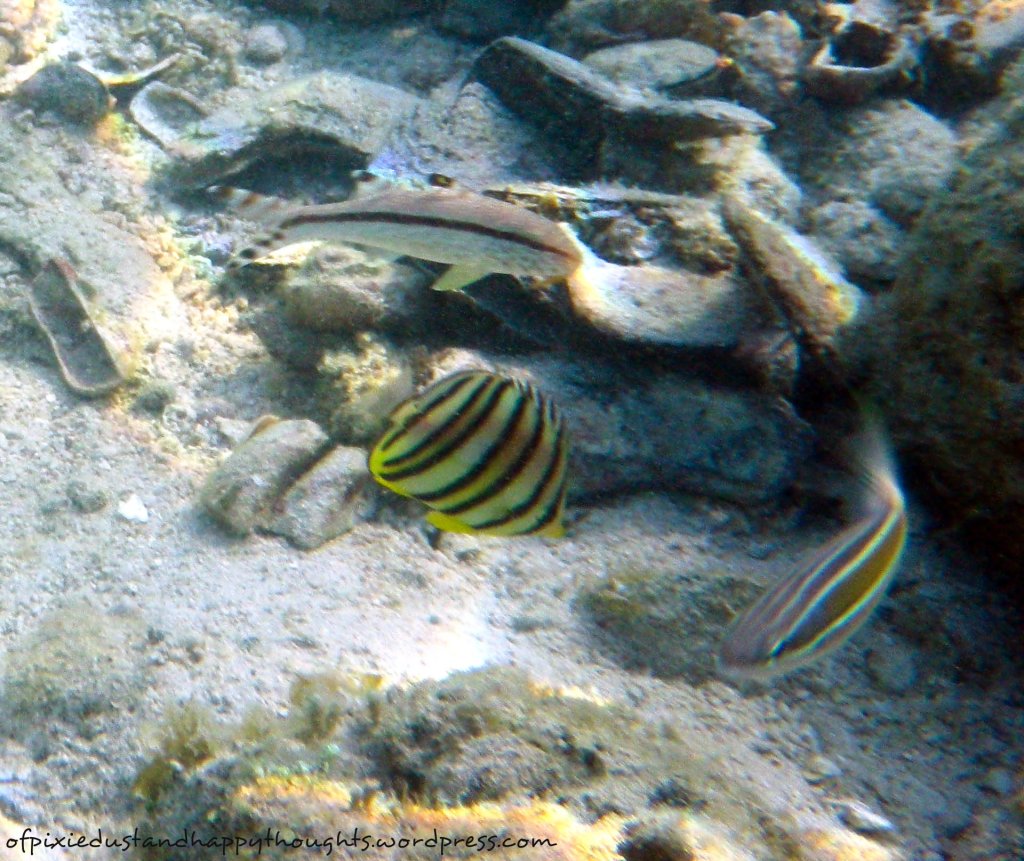 isla-gigantes-island-hopping-antonia-island