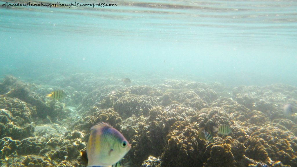 marine-life-antonia-island-isla-gigantes-island-hopping