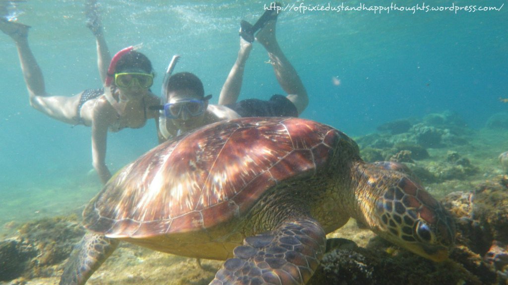 Got to see and swim w/ a pawikan for the first time at Apo Island in Dumaguete. Super fun!