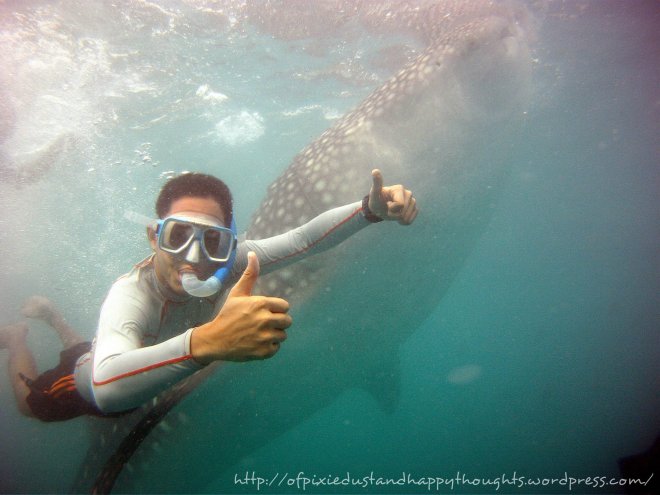 Adventure on our third day: swimming with whale sharks :D