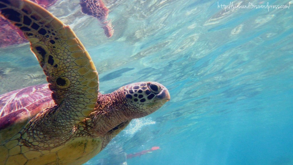 apo-island-sea-turtles-pawikan-travel