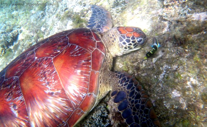 green-sea-turtles-apo-island-travel-dumaguete