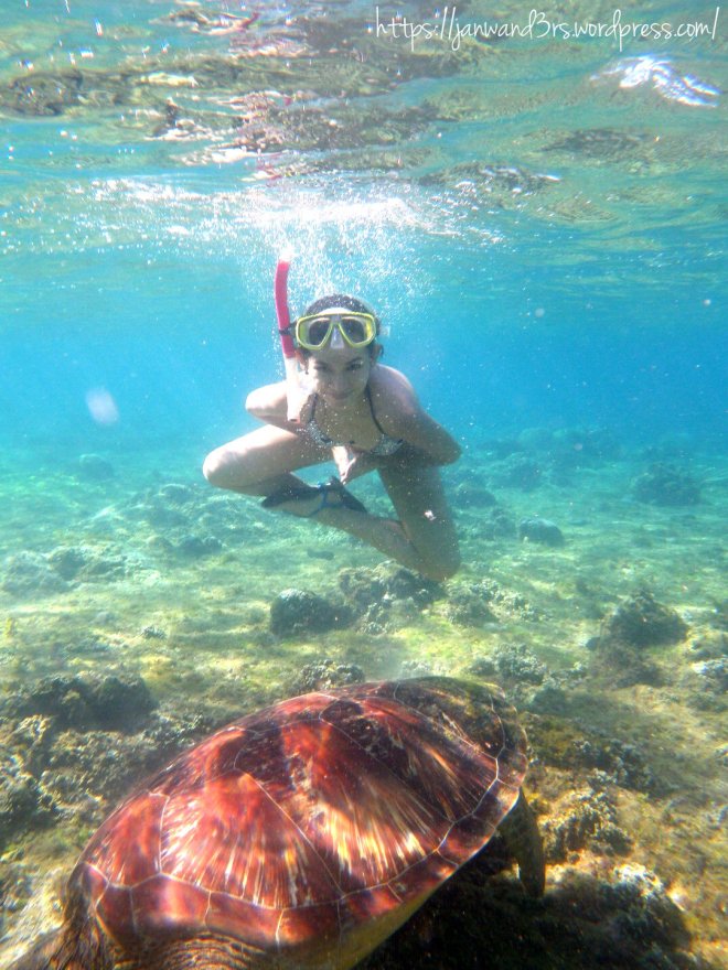 sea-turtles-apo-island-dumaguete