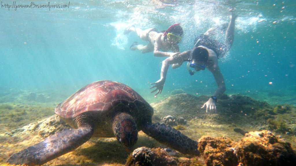 swimming-with-sea-turtles-apo-island-travel