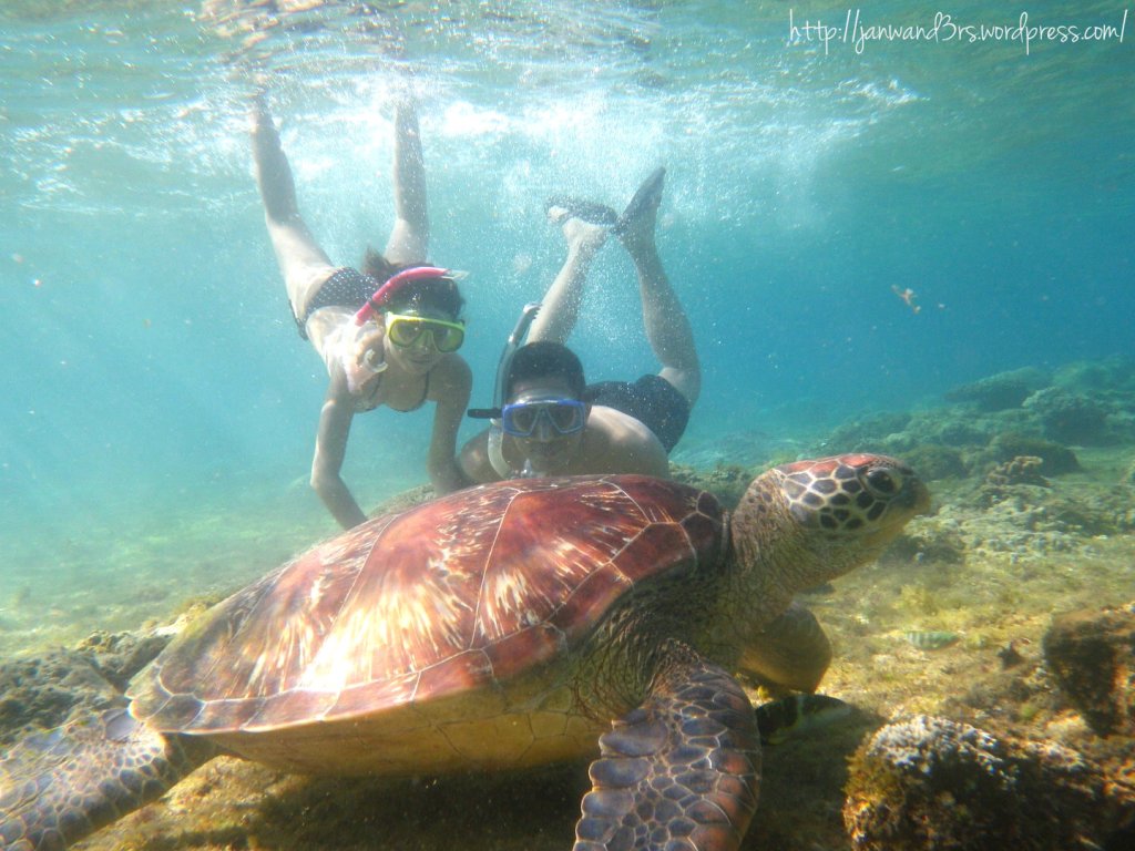 travel-dumaguete-apo-island-sea-turtles-pawikan