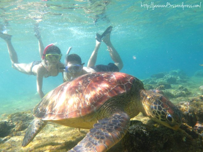 swimming with sea turtles in Apo Island