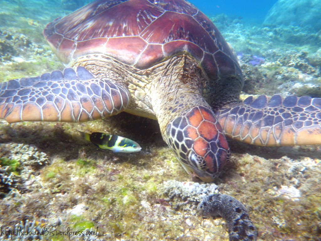 turtles-apo-island-dumaguete-travel