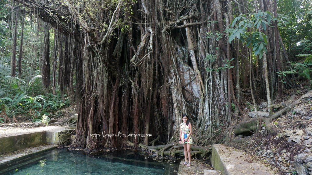The huge Balete tree
