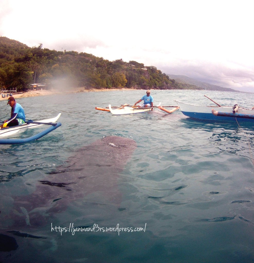 day-trip-oslob-cebu-whale-sharks-travel