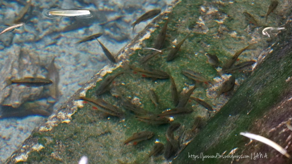 If you immerse your feet in the water, these fishes will gently bite off the dead skin cells from your feet = instant fish spa :D