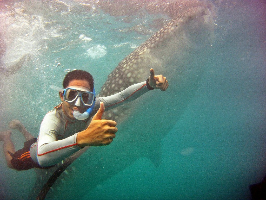 oslob-whale-shark-interaction-butanding-travel