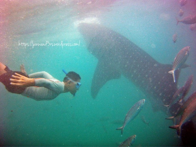 oslob-whale-sharks-cebu-travel-day-trip