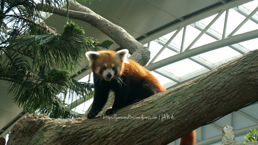 red-panda-river-safari
