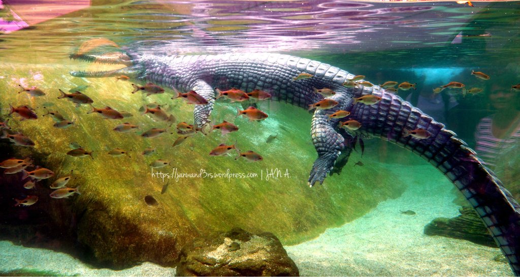 river-safari-sea-alligator