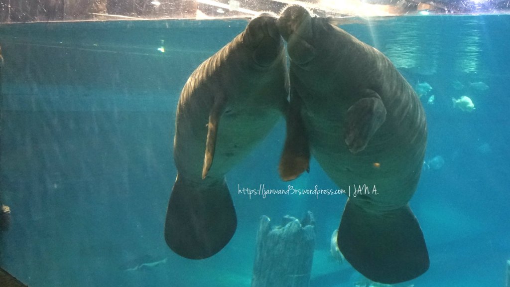 river-safari-sg-manatees