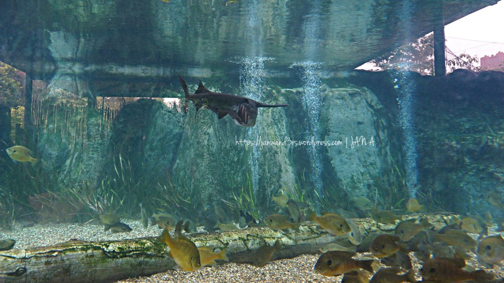 see the seemingly hollow mouth of the fish?