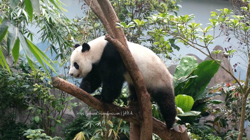 river-safari-singapore-giant-panda-forest