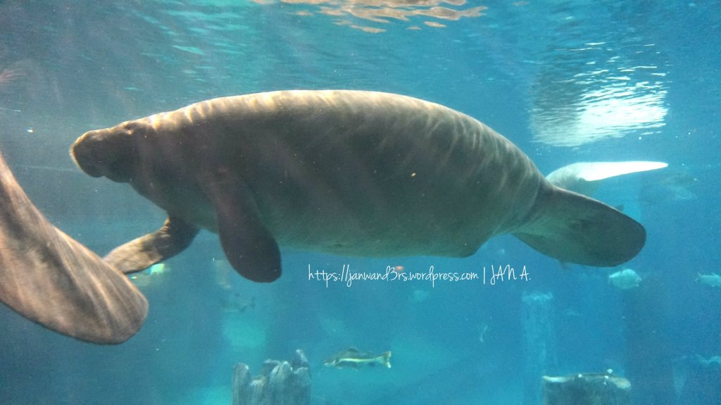 river-safari-singapore-manatees