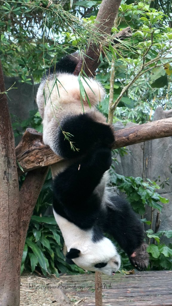 singapore-river-safari-panda-kai-kai