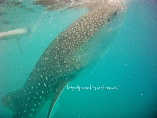 travel-oslob-cebu-butanding-whale-sharks