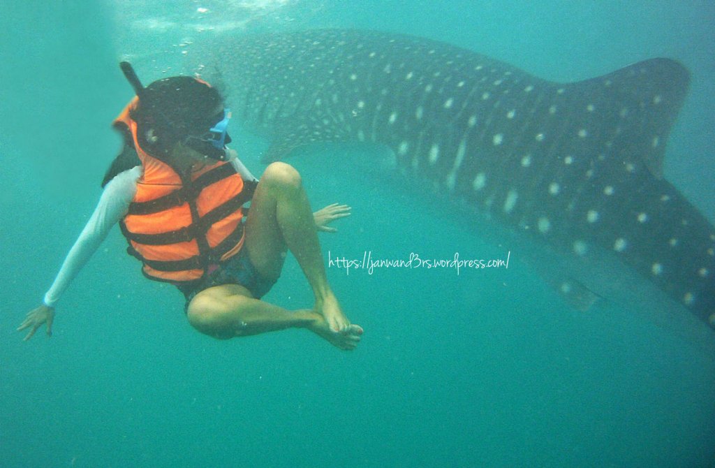 whale-shark-interaction-oslob-cebu-travel