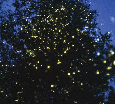 fireflies in Donsol (photo not mine)