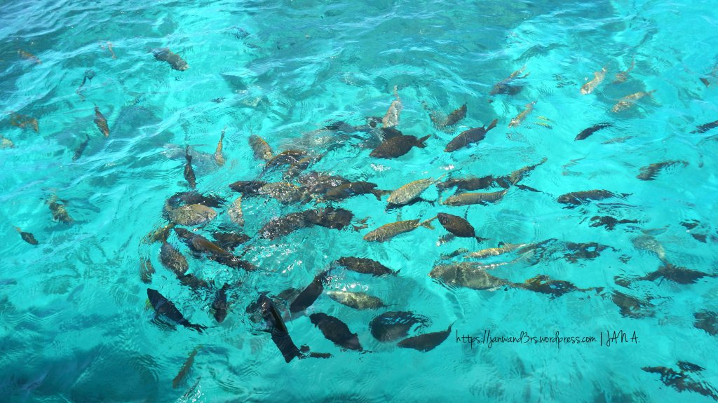fishes-juag-island-fish-sanctuary-matnog