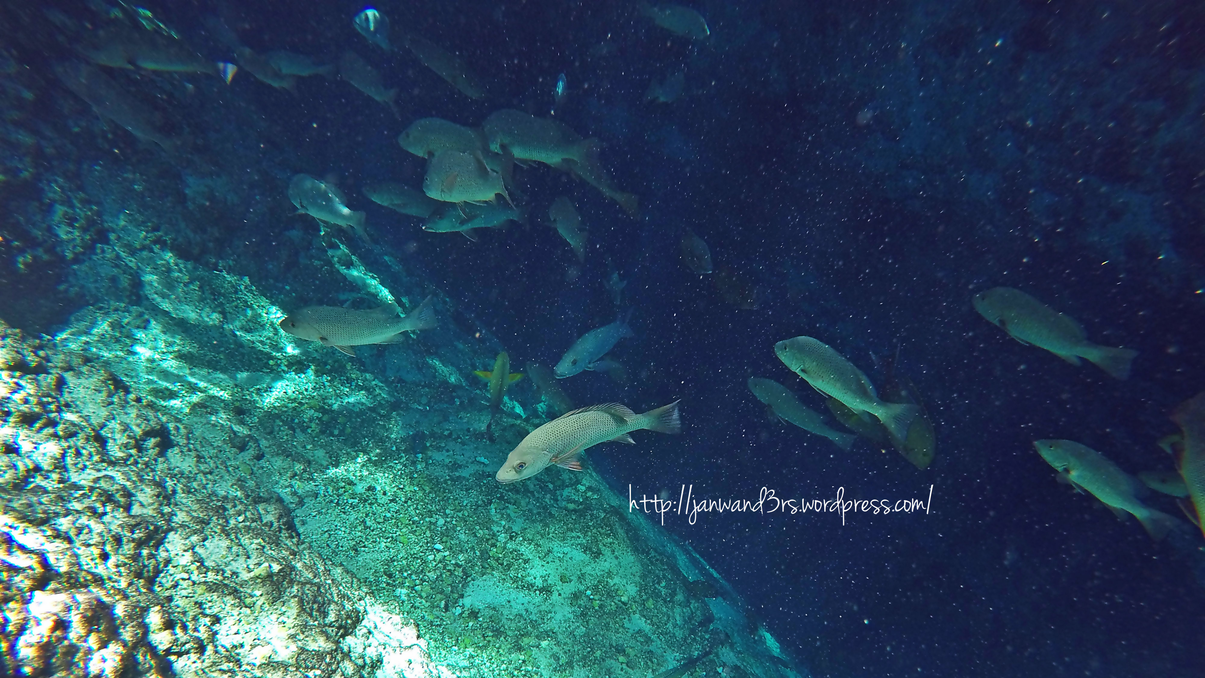 enchanted-river-fishes.jpg