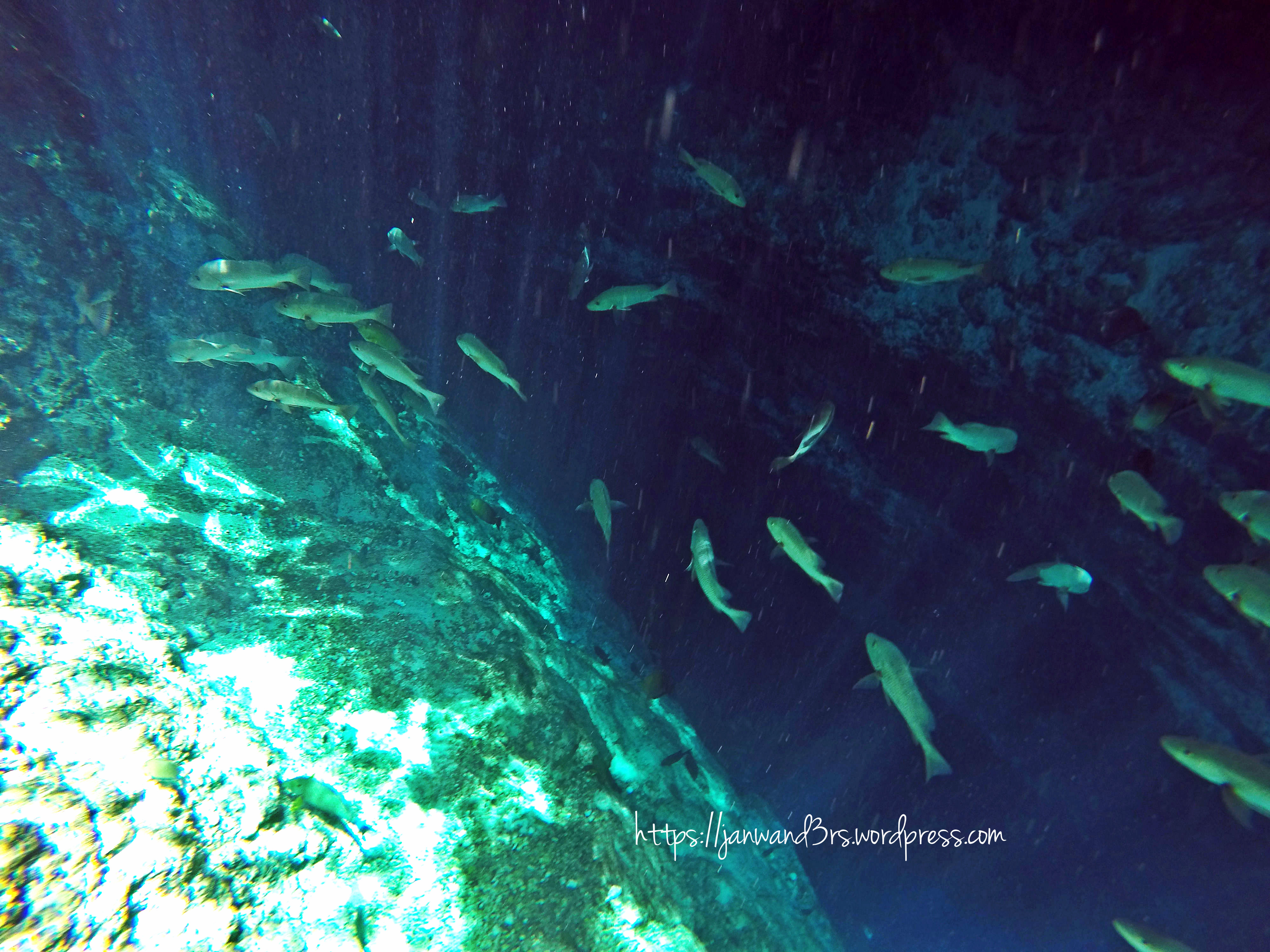 enchanted-river-philippines-fishes.jpg