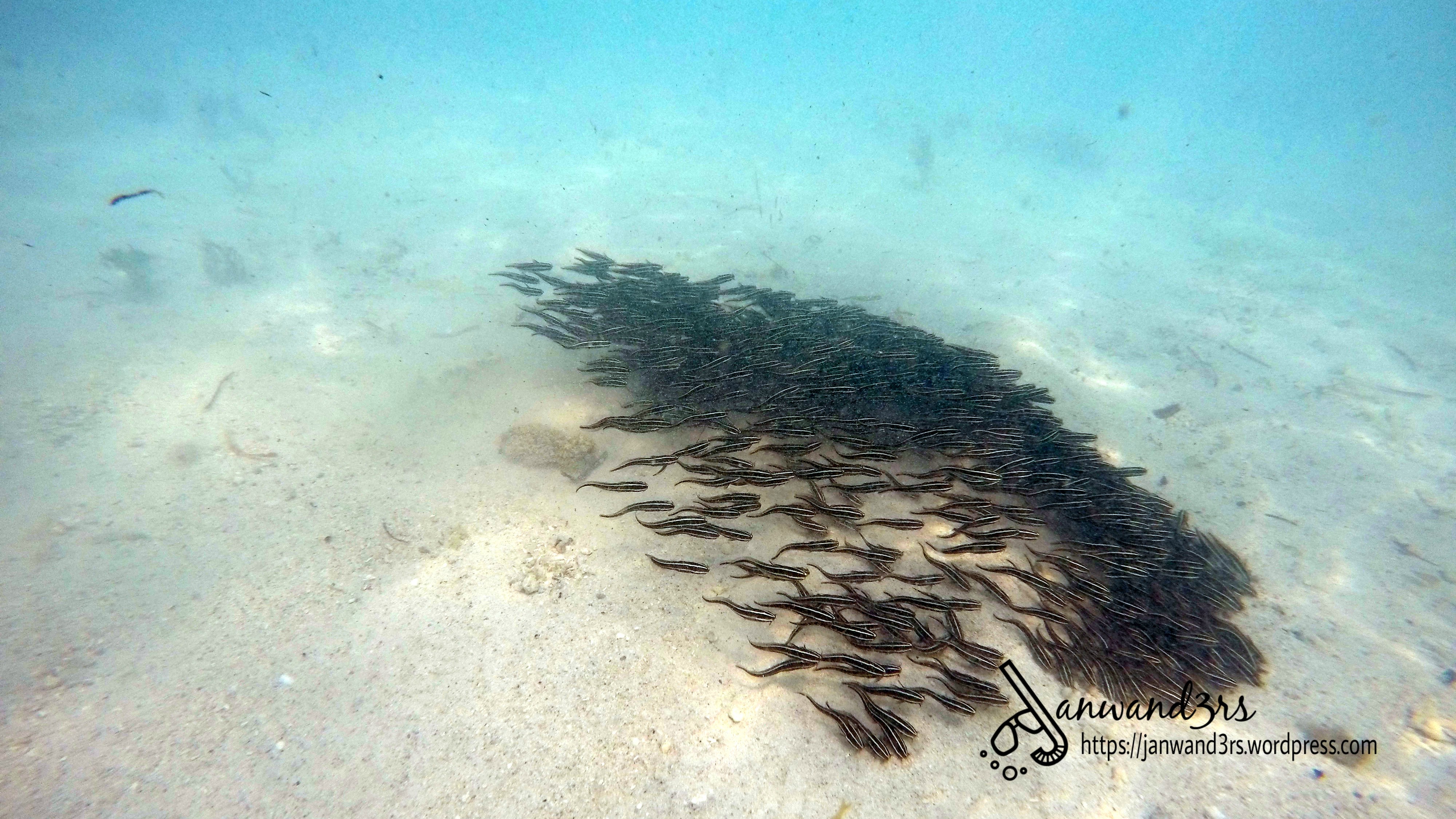 fishes-naked-island-siargao.jpg
