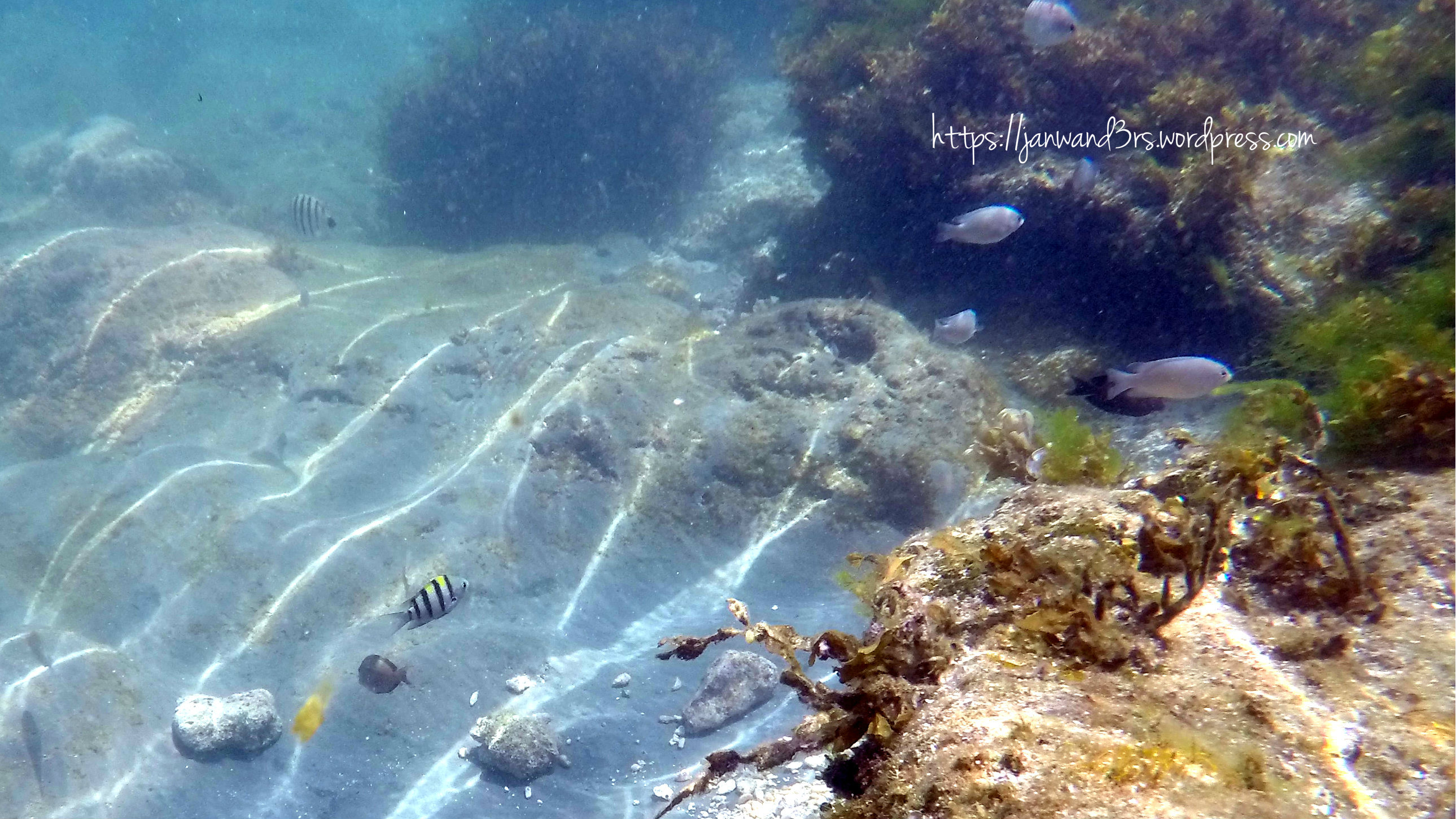 fishes-underwater-magpupungko-rock-pools.jpg