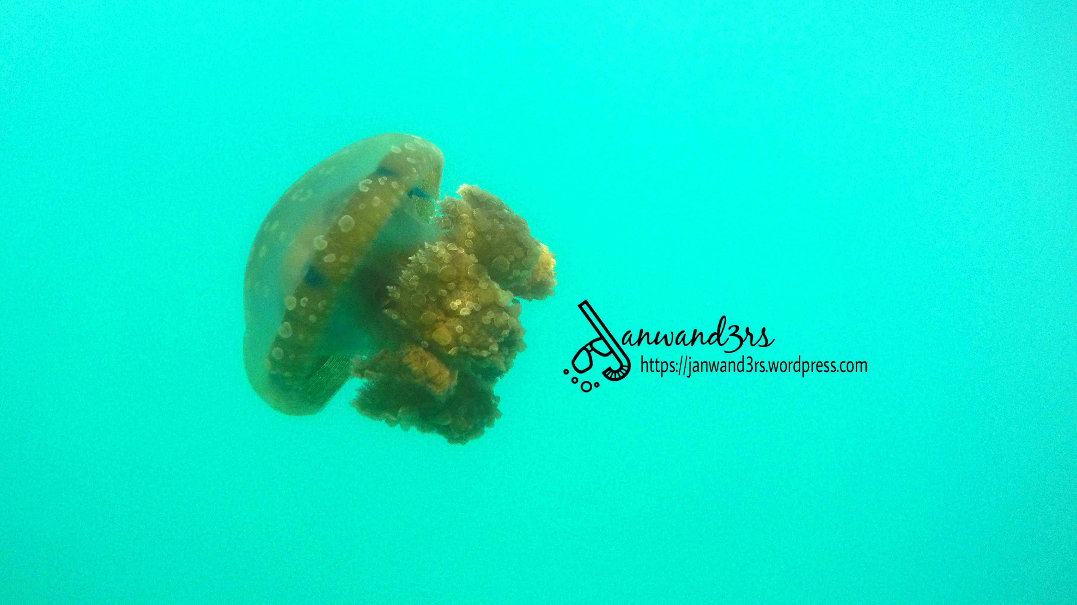 bucas-grande-island-jellyfish